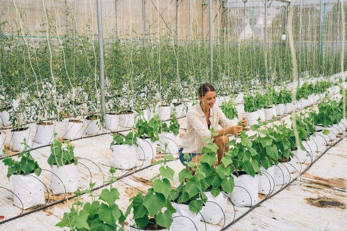 Startup Agritech Ekspansi ke Wilayah Kalimantan