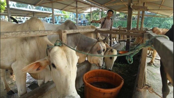 PEDAGANG Hewan Kurban Mengeluh, Daya Beli Masyarakat Berkurang, Ekonomi ... PEDAGANG Hewan Kurban Mengeluh, Daya Beli Masyarakat Berkurang, Ekonomi ...