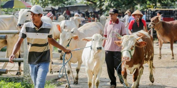 Tahun Ini, Ekonomi Kurban Tunjukkan Penurunan Serius