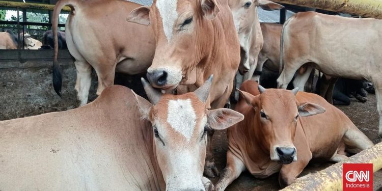 Prabowo Sumbang 25 Sapi Iduladha di Sulawesi Selatan dengan Berat 1 Ton