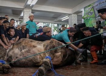 Pemotongan Kurban di Masjid Istiqlal dengan Sapi Prabowo