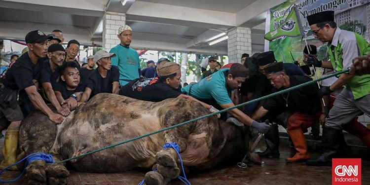 Pemotongan Kurban di Masjid Istiqlal dengan Sapi Prabowo