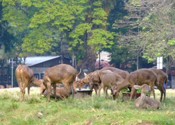 Viral Rusa di Taman Sriwedari Solo Mengais Makanan di Tempat Sampah