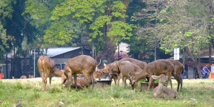 Viral Rusa di Taman Sriwedari Solo Mengais Makanan di Tempat Sampah