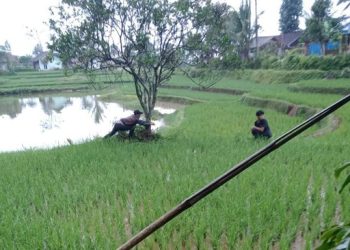 Bupati Cianjur Kaya Raya, Rakyat Tertekan oleh Tanam Paksa