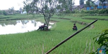 Bupati Cianjur Kaya Raya, Rakyat Tertekan oleh Tanam Paksa