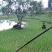 Bupati Cianjur Kaya Raya, Rakyat Tertekan oleh Tanam Paksa