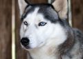 Anjing Husky Viral Dibacok di Bekasi, Unit K9 Polri Diterjunkan