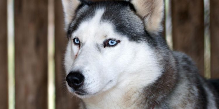Anjing Husky Viral Dibacok di Bekasi, Unit K9 Polri Diterjunkan