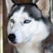 Anjing Husky Viral Dibacok di Bekasi, Unit K9 Polri Diterjunkan