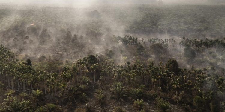 Rokok Diduga Sebabkan Karhutla 30 Hektare di Rohil Riau Satu Tersangka Ditetapkan
