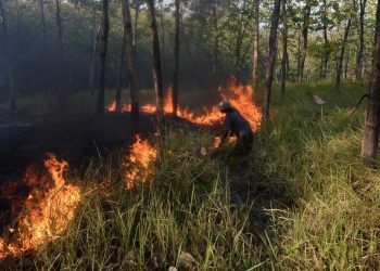 Karhutla di Bangka Tengah Mencapai 118 Hektare Juli-Agustus 2026