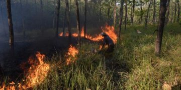 Karhutla di Bangka Tengah Mencapai 118 Hektare Juli-Agustus 2026