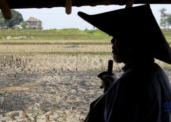 Petani Indonesia Temukan 16 Kg Emas di Lahan Pertanian