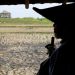 Petani Indonesia Temukan 16 Kg Emas di Lahan Pertanian