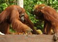 Kebakaran Menghanguskan 51389 Hektare di Taman Nasional Tanjung Puting Kalteng