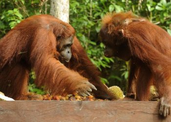 Kebakaran Menghanguskan 51389 Hektare di Taman Nasional Tanjung Puting Kalteng