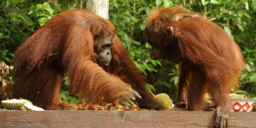 Kebakaran Menghanguskan 51389 Hektare di Taman Nasional Tanjung Puting Kalteng