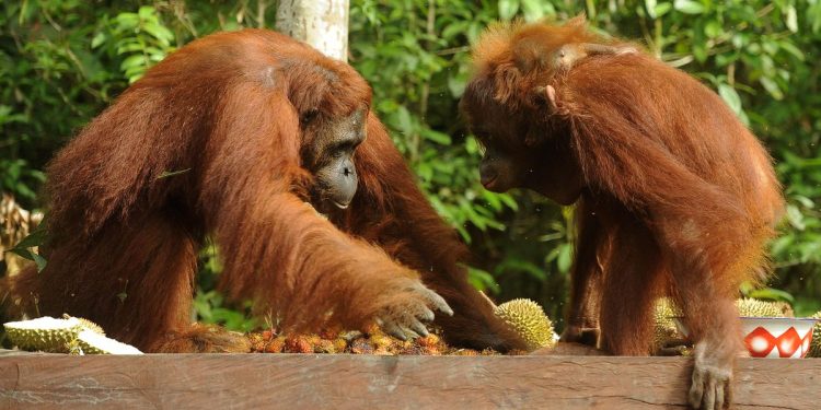 Kebakaran Menghanguskan 51389 Hektare di Taman Nasional Tanjung Puting Kalteng