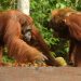 Kebakaran Menghanguskan 51389 Hektare di Taman Nasional Tanjung Puting Kalteng
