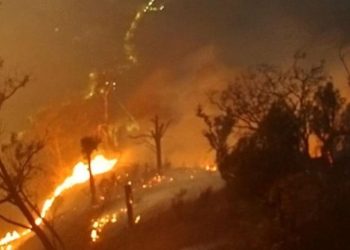 Karhutla Jatim Mencapai 7363 Hektare, 79 Persen Terjadi di Kawasan Konservasi