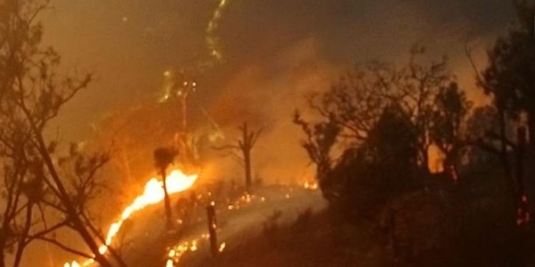 Karhutla Jatim Mencapai 7363 Hektare, 79 Persen Terjadi di Kawasan Konservasi