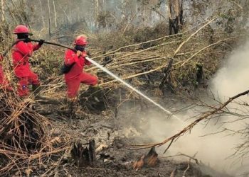 Singapura Sebut PT PML Penyebab Karhutla di RI, Emiten Ini Beri Penjelasan