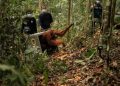 Delapan Orangutan Ditranslokasi ke Hutan Lindung Ketapang Karena Ancaman Karhutla