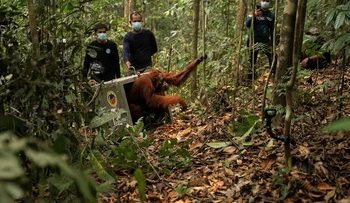 Delapan Orangutan Ditranslokasi ke Hutan Lindung Ketapang Karena Ancaman Karhutla