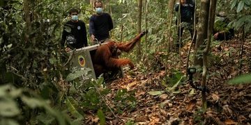 Delapan Orangutan Ditranslokasi ke Hutan Lindung Ketapang Karena Ancaman Karhutla