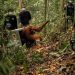 Delapan Orangutan Ditranslokasi ke Hutan Lindung Ketapang Karena Ancaman Karhutla